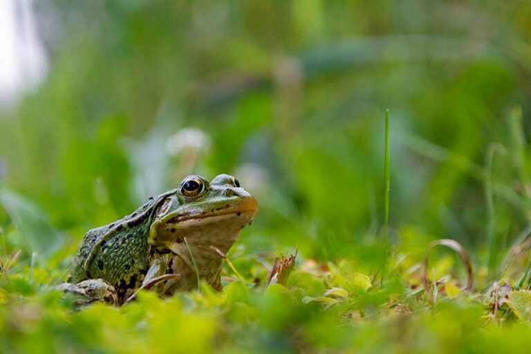 How To Get Rid Of Frogs In Your Yard 8 Expert Tips House Grail   Frog Sitting On Grass Audiznam260921 Shutterstock 768x512 