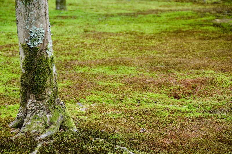 how-to-get-rid-of-moss-in-your-yard-4-expert-tips-house-grail