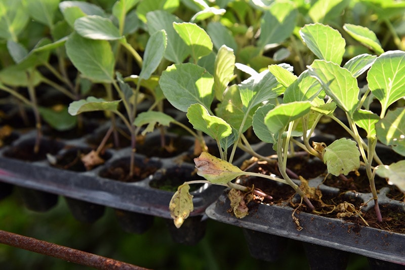 plant disease on vegetable seedling
