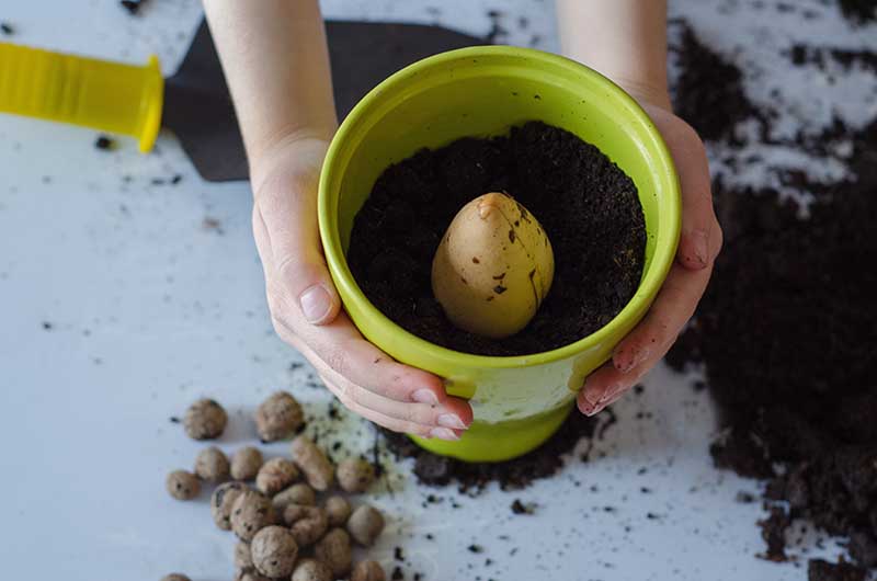 Is My Avocado Seed Dead? 6 Signs to Look For | House Grail