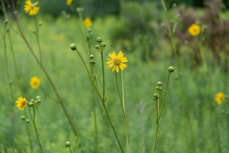 prairie dock wildflowers