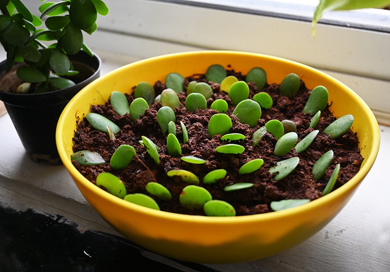 Propagation of Jade leaves