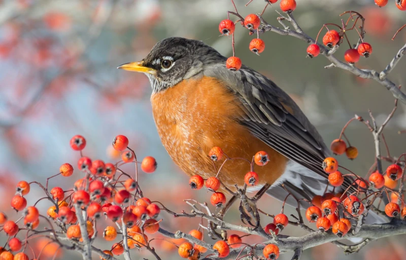 Why Are There So Many Robins in My Yard? 4 Likely Reasons House Grail