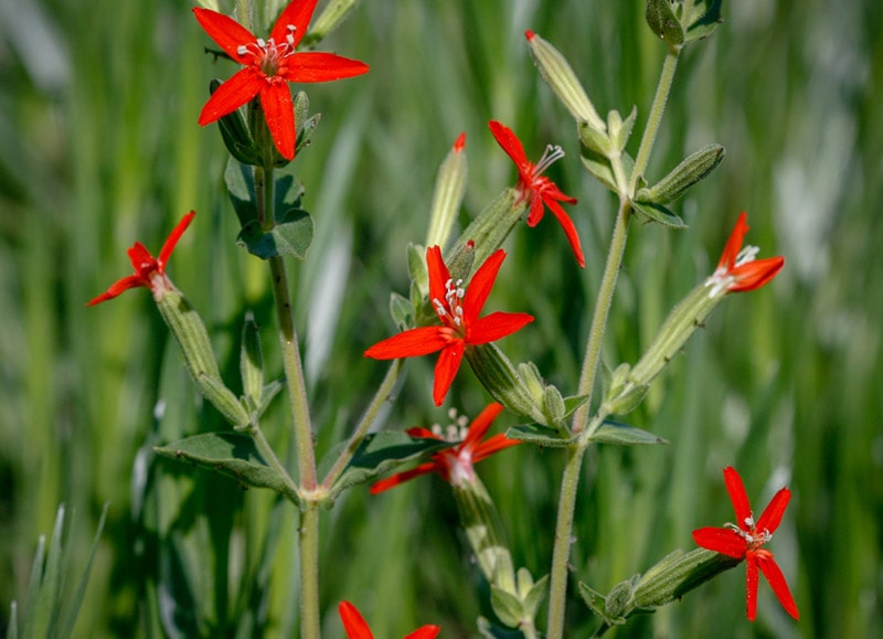 royal catchfly wildflowers