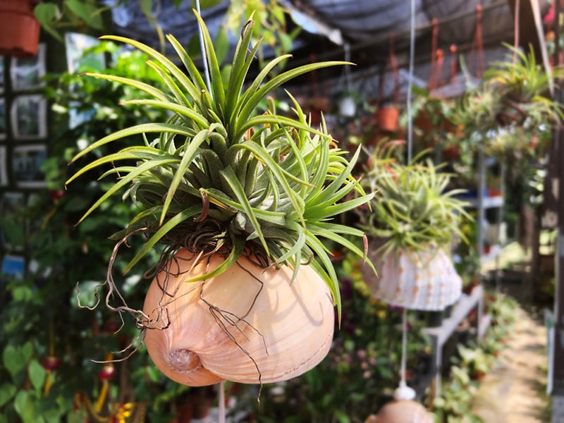Is My Air Plant Dead? (6 Signs to Look For) | House Grail
