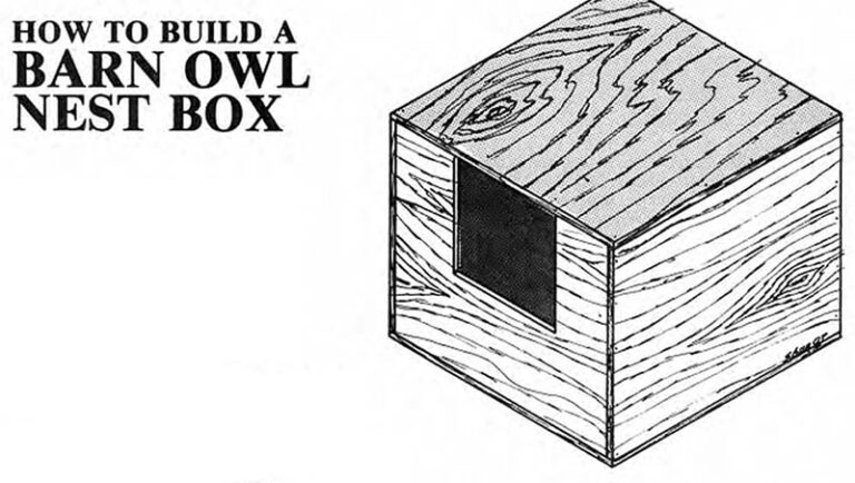 Free Diy Barn Owl Box Plans You Can Make Today With Pictures