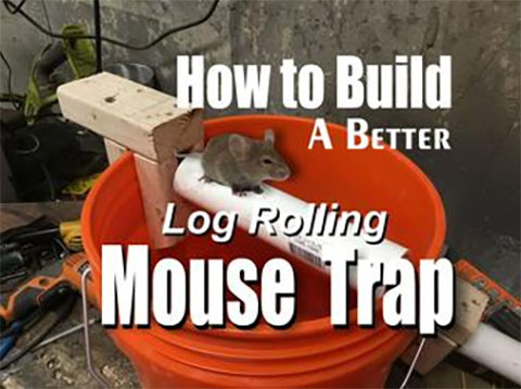 5 DIY Bucket Mouse Traps You Can Make Today | House Grail