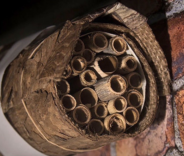 DIY Bee House