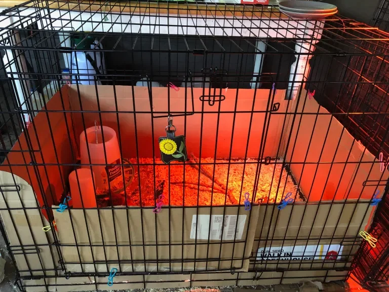 DIY Dog Crate Chicken Brooder by Propagate Happiness