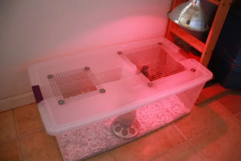 DIY Indoor Plastic Tote Chicken Brooder by Hometalk