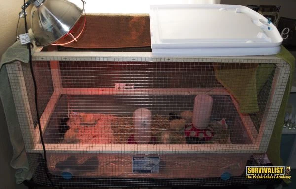 DIY Wood & Mesh Chicken Brooder Box by Survivalist Prepper
