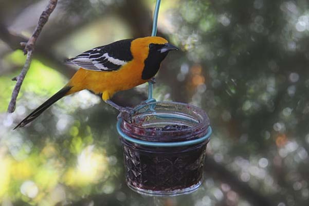 DIY_Homemade_Oriole_Feeder