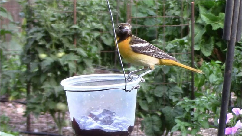 How_To_Make_A_DIY_Oriole_Feeder_From_Baling_Wire_And_A_Deli_Cup