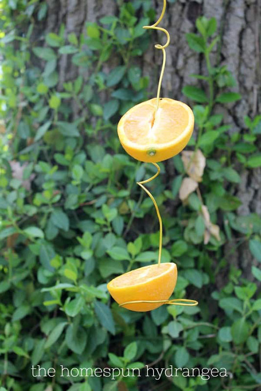 How_To_Make_An_Oriole_Feeder_For_Jelly_Or_Oranges