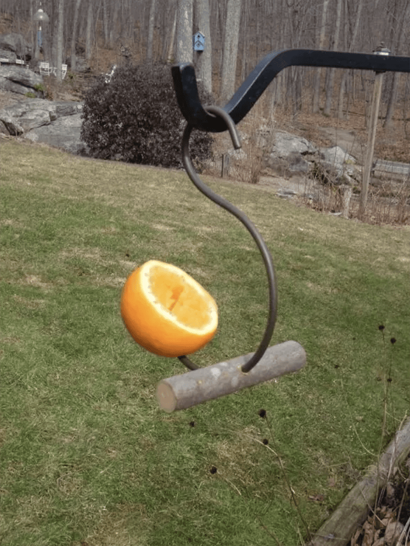 How_to_Make_an_Oriole_Feeder