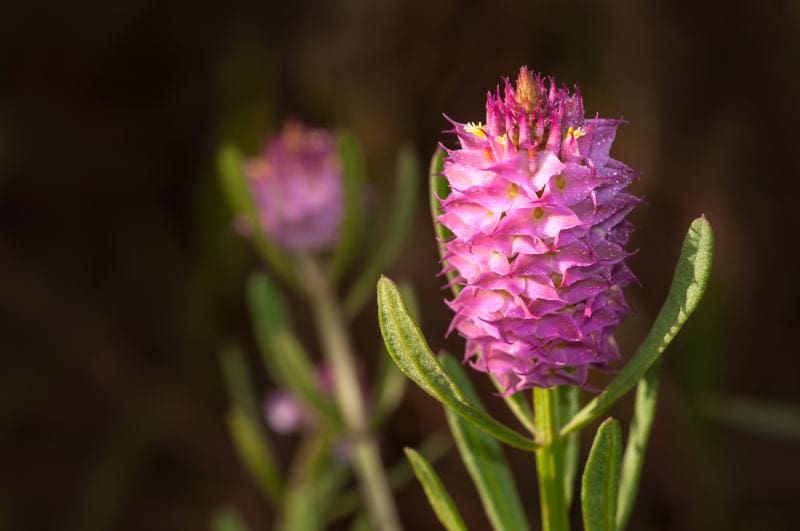 Drumheads Milkwort (Polygala cruciata)