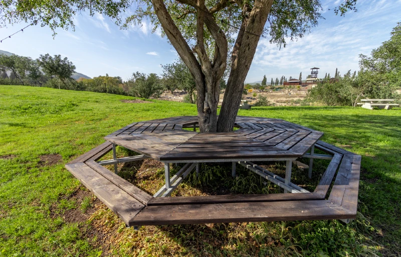 hexagonal wooden bench and table built around a tree