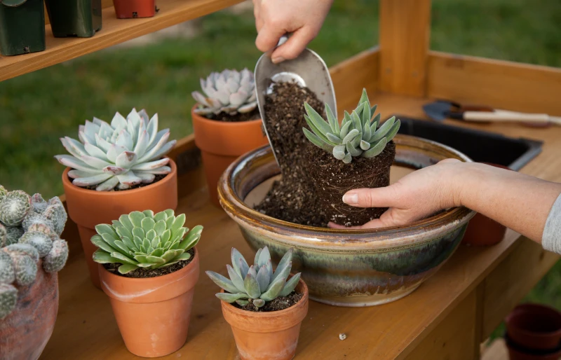 potting succulent plants on a garden bench in backyard