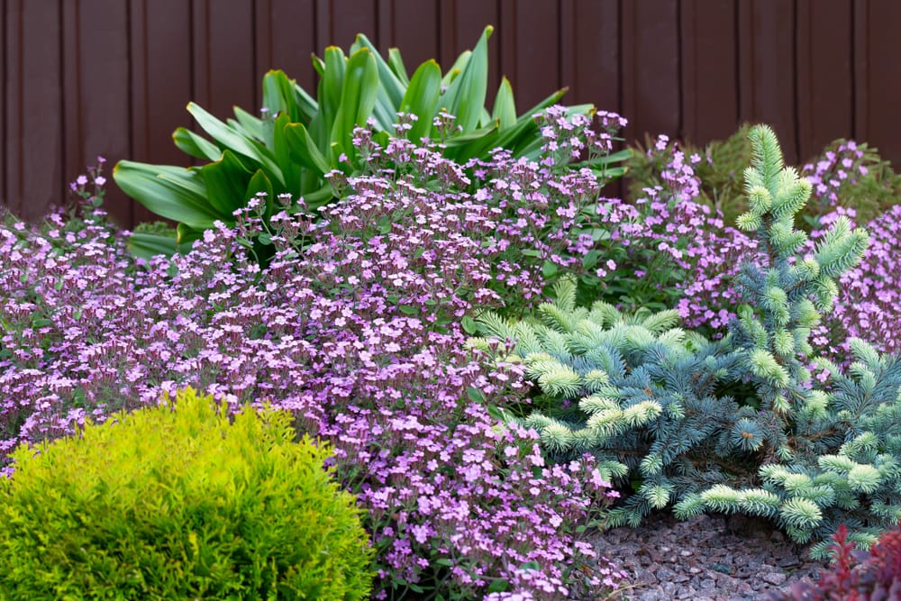 Flowering ground cover on alpine hill
